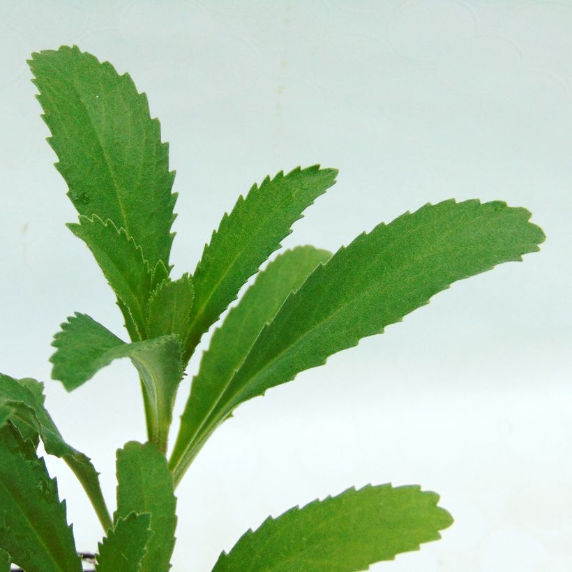 Tuinmargriet Christine Hagemann - Leucanthemum superbum (Blad)