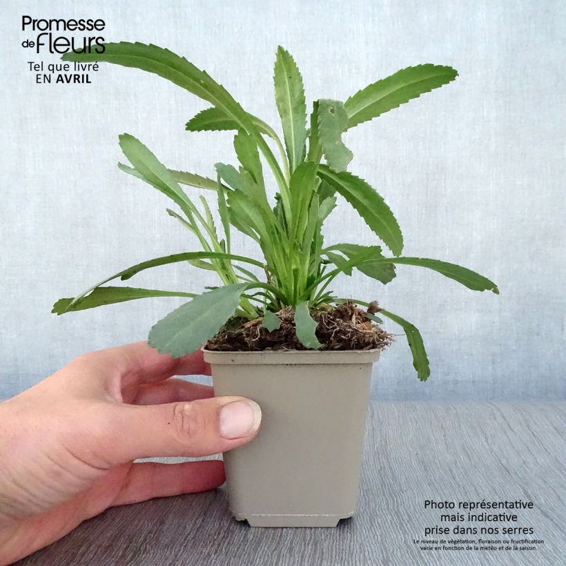 Exemplaar van Tuinmargriet Christine Hagemann - Leucanthemum superbum Kweekpotje van 8/9 cm zoals geleverd in de lente