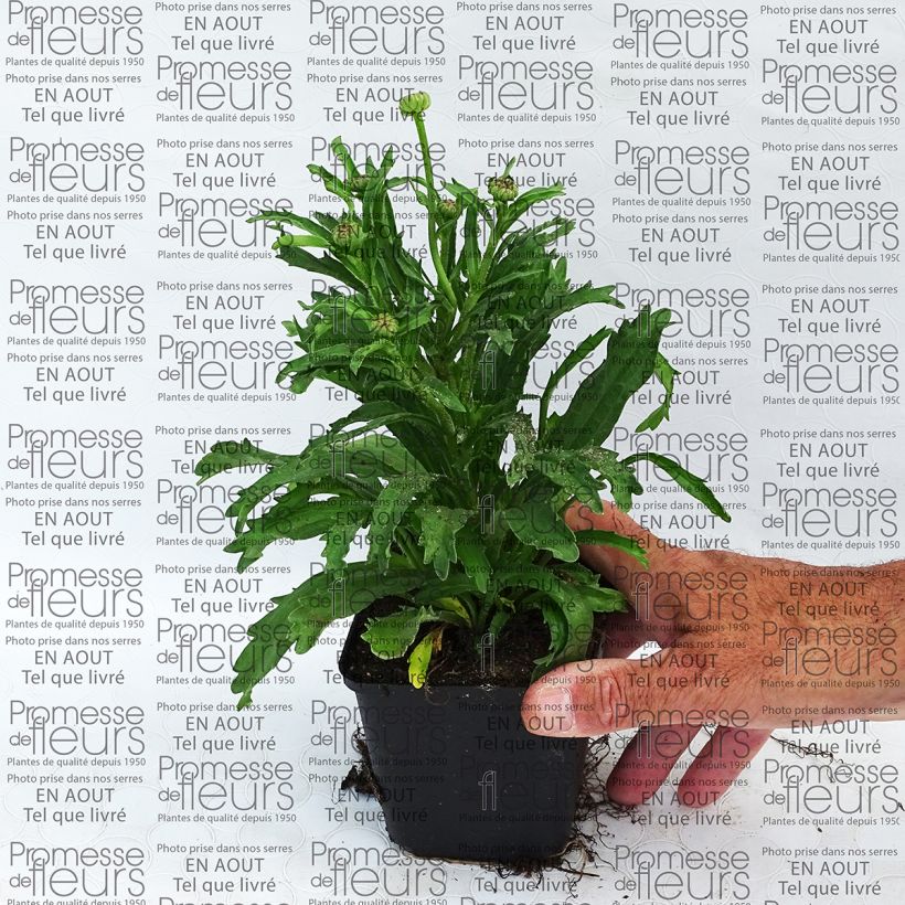 Voorbeeld van een exemplaar van Leucanthemum superbum Engelina - Tuinmargriet Kweekpotje van 8/9 cm zoals geleverd