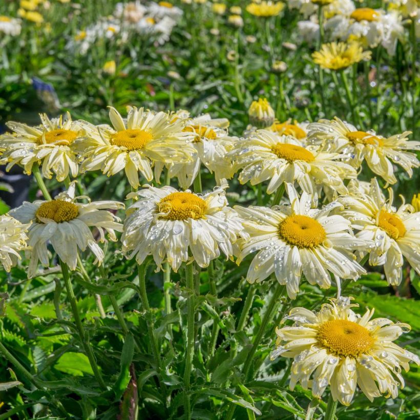 Leucanthemum superbum Goldfinch - Tuinmargriet (Groeiplaats)