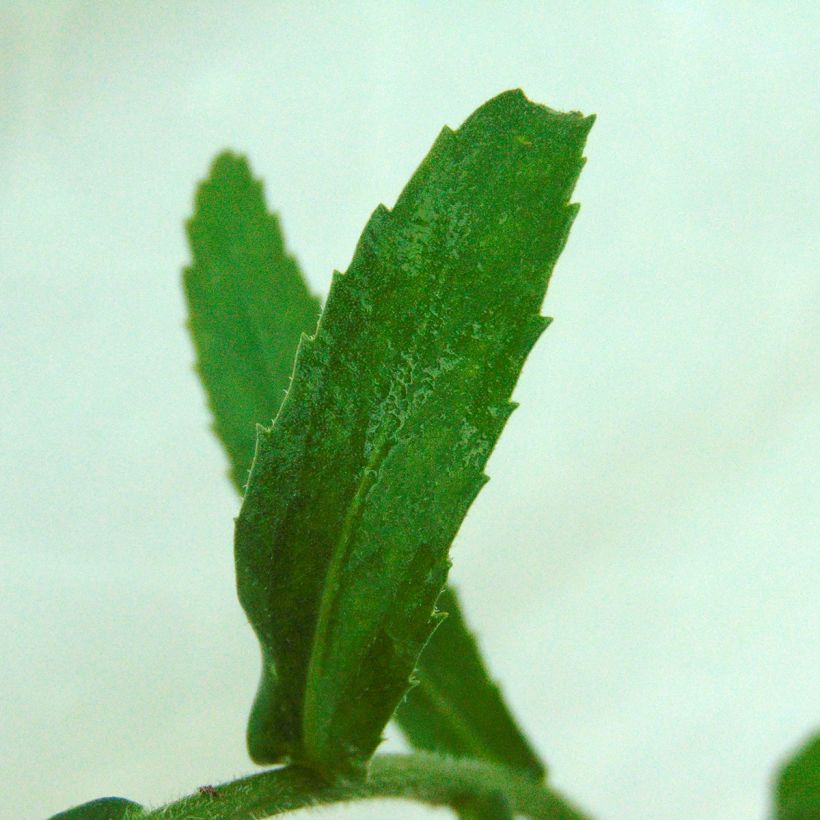 Leucanthemum superbum Gruppenstolz - Margriet (Blad)