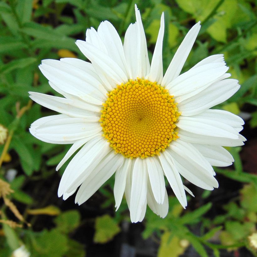 Leucanthemum superbum Gruppenstolz - Margriet (Bloei)