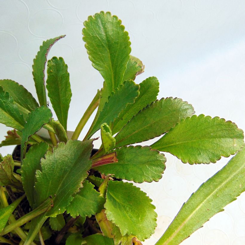 Leucanthemum superbum Old Court - Tuinmargriet (Blad)