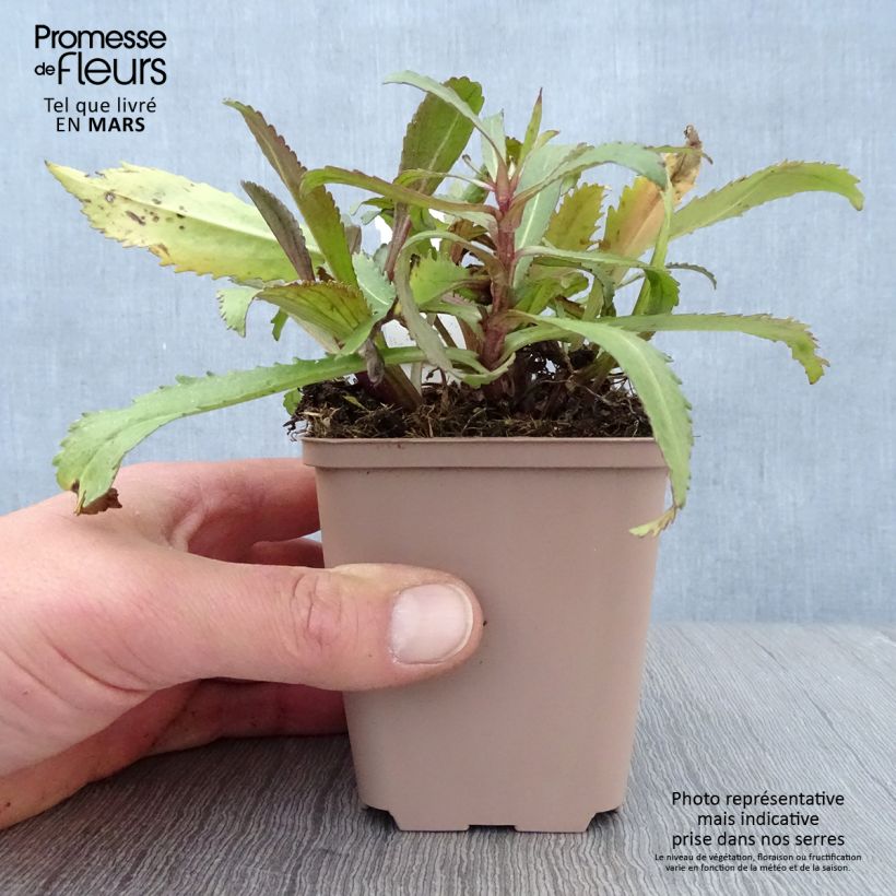 Exemplaar van Leucanthemum superbum Old Court - Tuinmargriet Kweekpotje van 8/9 cm zoals geleverd in de lente