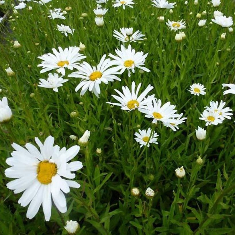 Leucanthemum superbum Polaris - Tuinmargriet (Groeiplaats)