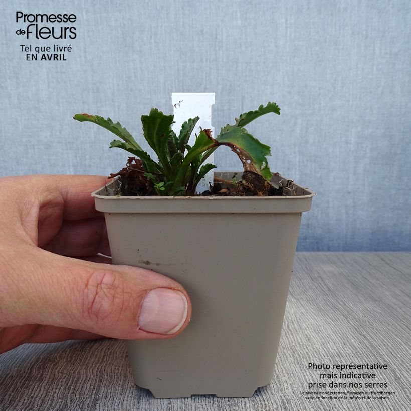 Exemplaar van Leucanthemum superbum Real Galaxy - Tuinmargriet Kweekpotje van 8/9 cm zoals geleverd in de lente