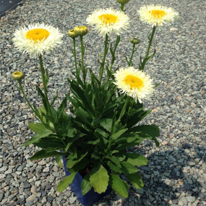 Leucanthemum superbum Real Glory - Tuinmargriet (Groeiplaats)