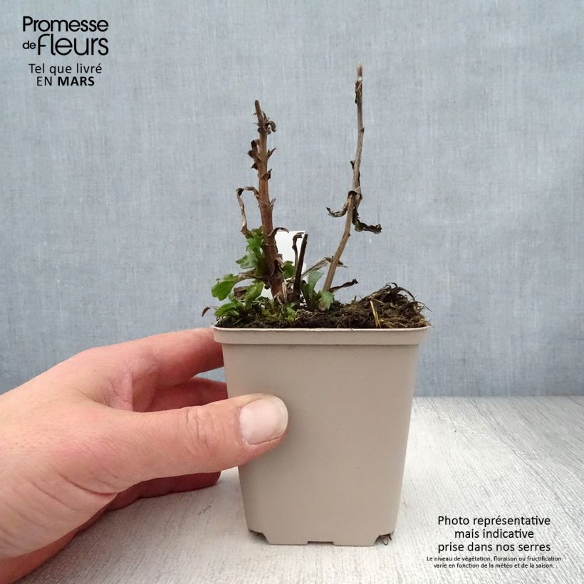 Exemplaar van Leucanthemum superbum Real Glory - Tuinmargriet Kweekpotje van 8/9 cm zoals geleverd in de lente