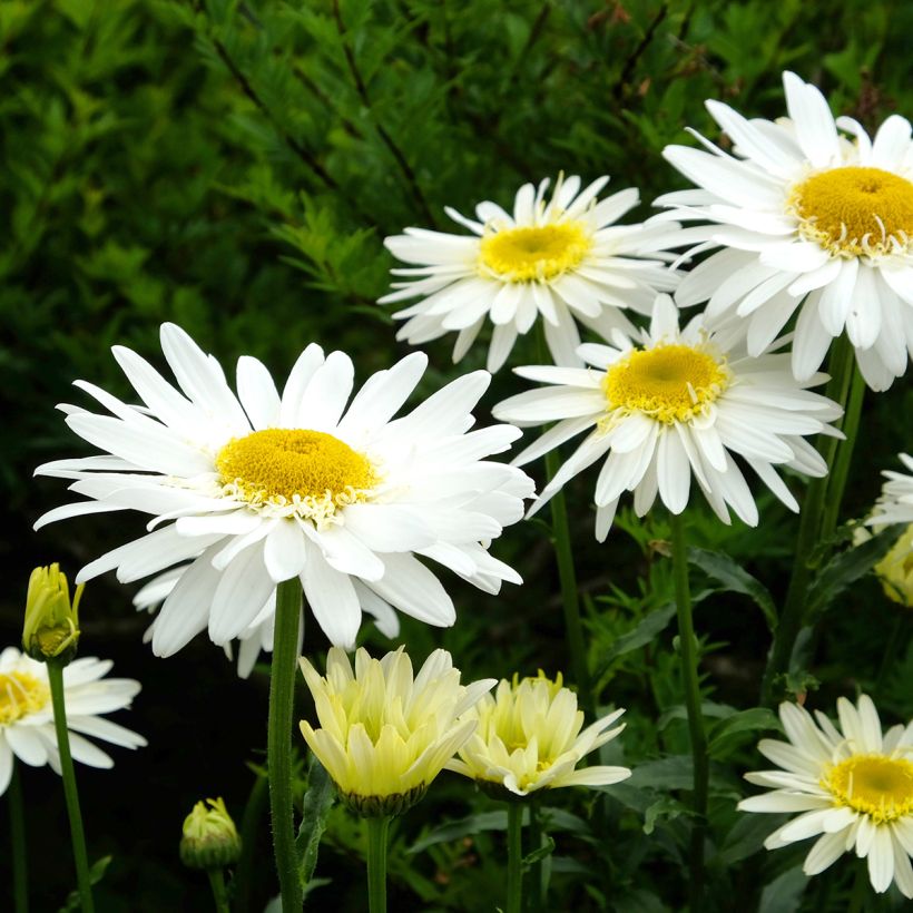 Leucanthemum superbum Real Glory - Tuinmargriet (Bloei)