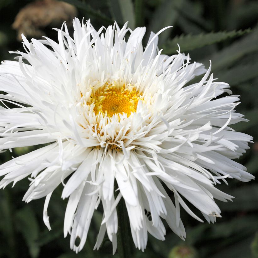 Leucanthemum superbum Snehurka - Tuinmargriet (Bloei)