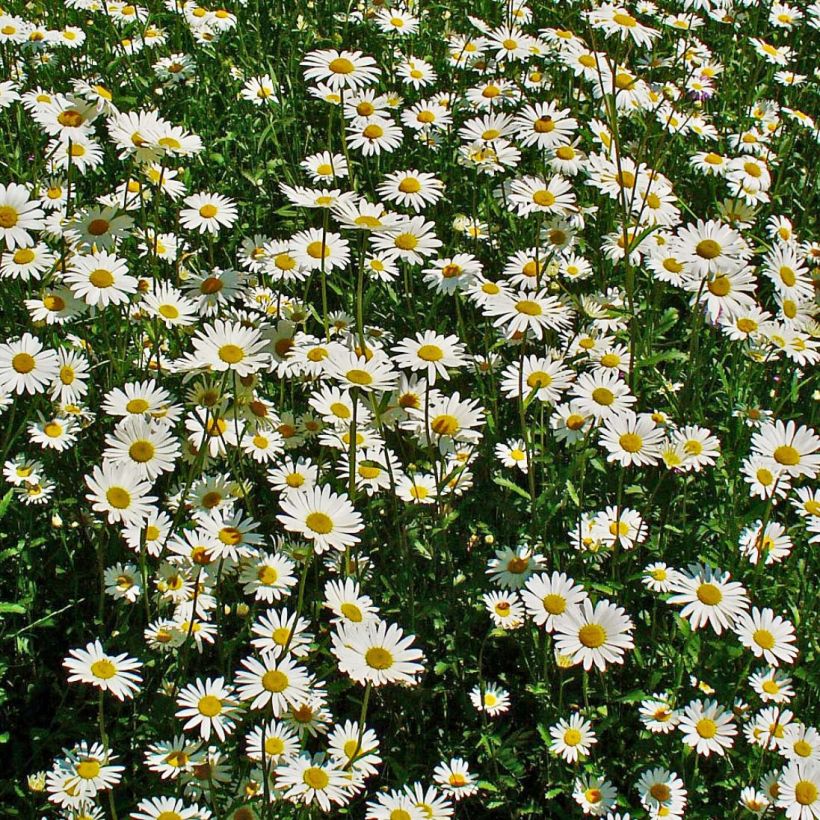 Leucanthemum vulgare - Margriet (Bloei)