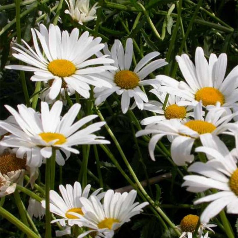 Leucanthemum vulgare Maikonigin - Margriet (Bloei)