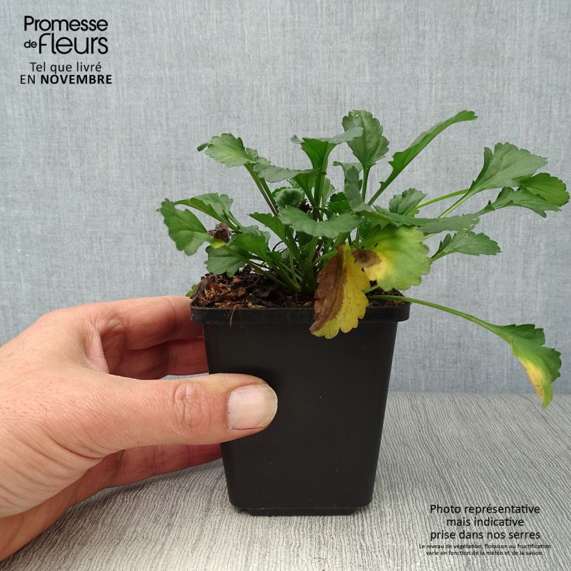 Exemplaar van Leucanthemum vulgare Maikonigin - Margriet Kweekpotje van 8/9 cm zoals geleverd in de herfst