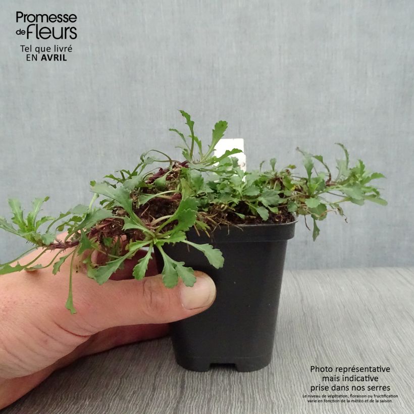 Exemplaar van Leucanthemum vulgare Maikonigin - Margriet Kweekpotje van 8/9 cm zoals geleverd in de lente