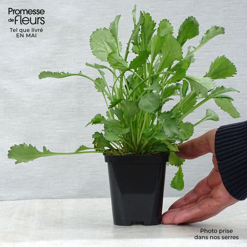 Exemplaar van Leucanthemum vulgare - Margriet Kweekpotje van 8/9 cm zoals geleverd in de lente