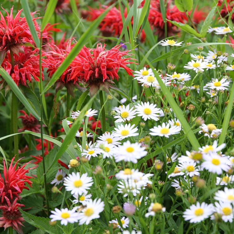 Leucanthemum vulgare - Margriet (Groeiplaats)