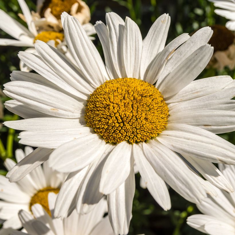 Leucanthemum superbum Brightside - Tuinmargriet (Bloei)