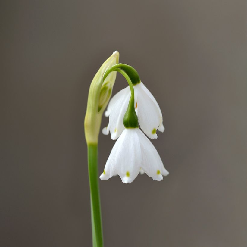 Leucojum aestivum Bridesmaid - Zomerklokje (Bloei)