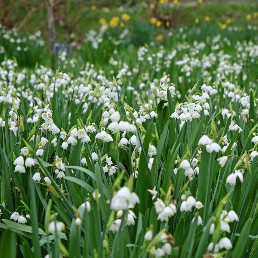 Leucojum aestivum Bridesmaid - Zomerklokje (Groeiplaats)