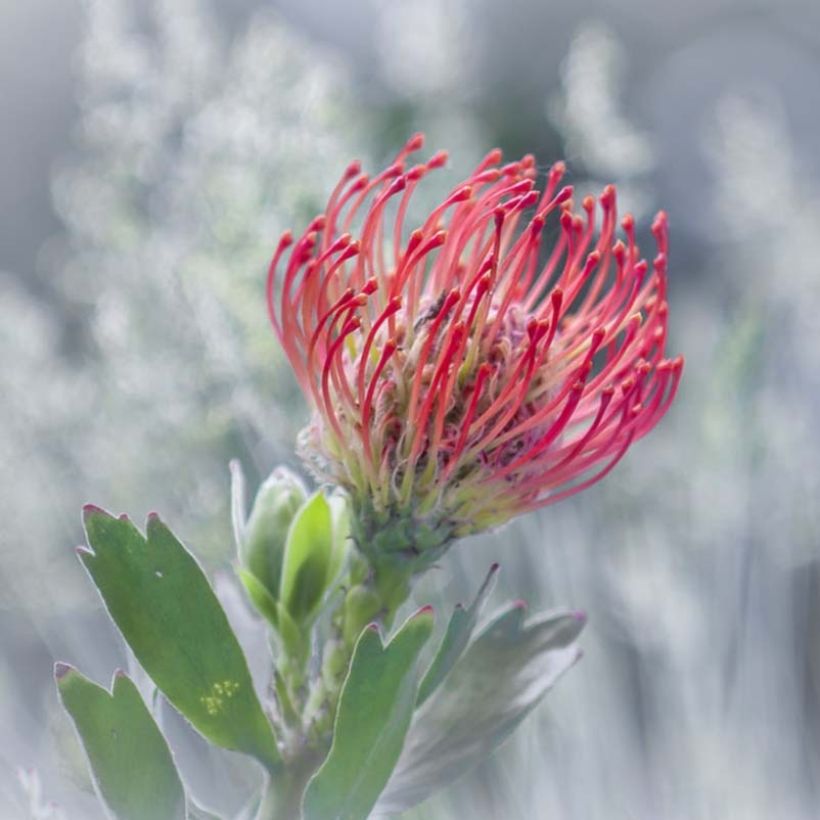 Leucospermum Ayoba Rood - Speldenkussenbloem (Flowering)
