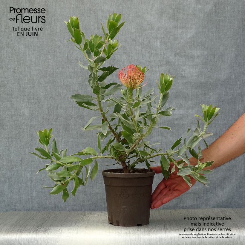 Exemplaar van Leucospermum Carnival Red - Speldenkussenbloem Pot van 2 l/3 l zoals geleverd in de zomer