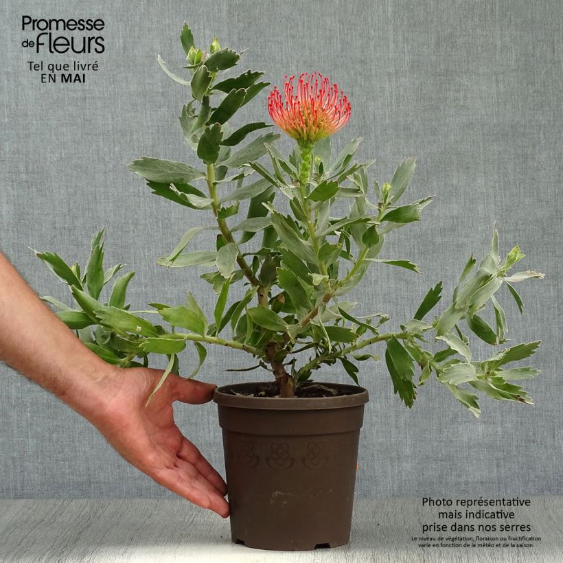 Exemplaar van Leucospermum Carnival Red - Speldenkussenbloem Pot van 2 l/3 l zoals geleverd in de lente