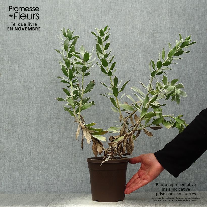 Exemplaar van Leucospermum Carnival Red - Speldenkussenbloem Pot van 2 l/3 l zoals geleverd in de herfst