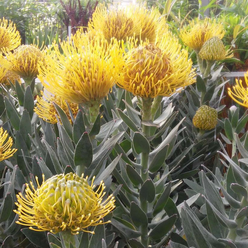 Leucospermum Copper Carnival - Speldenkussenbloem (Bloei)