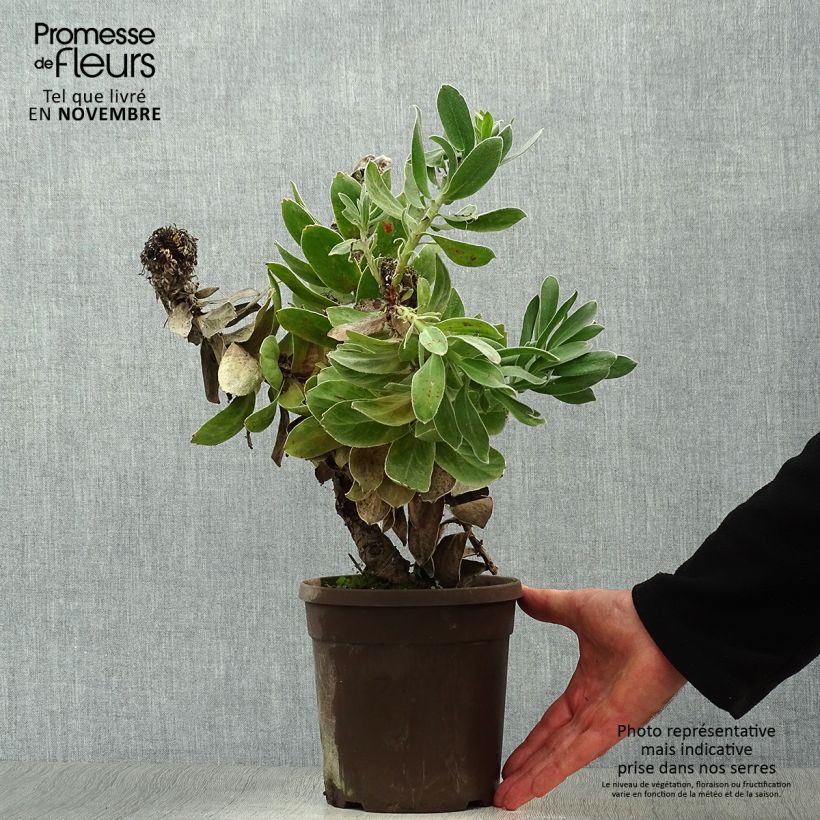 Exemplaar van Leucospermum Copper Carnival - Speldenkussenbloem Pot van 2 l/3 l zoals geleverd in de herfst