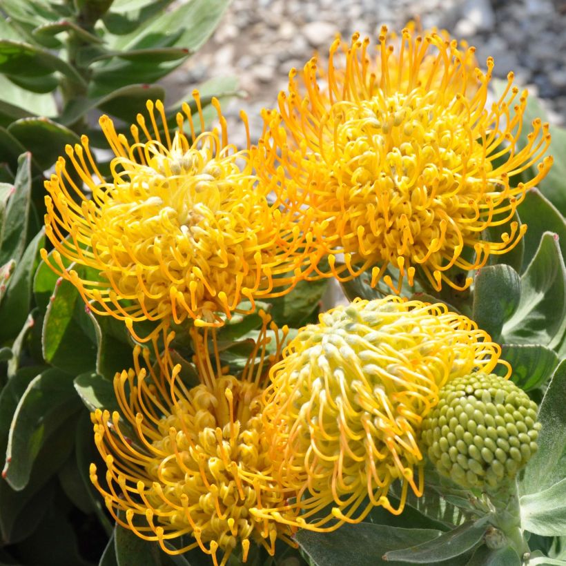 Leucospermum Yellow Carnival - Speldenkussenbloem (Bloei)