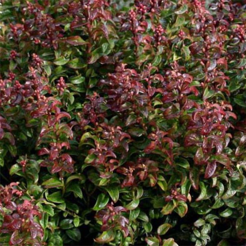 Leucothoe axillaris Twisting Red - Druifheide (Blad)