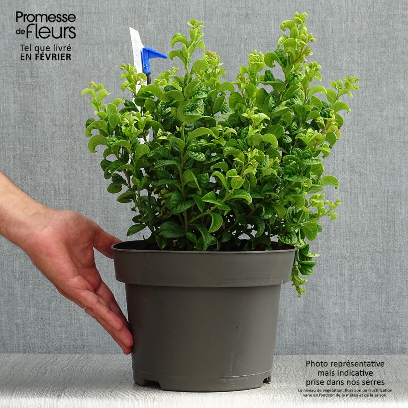 Exemplaar van Leucothoe axillaris Curly Gold - Druifheide Pot van 2 l/3 l zoals geleverd in de herfst