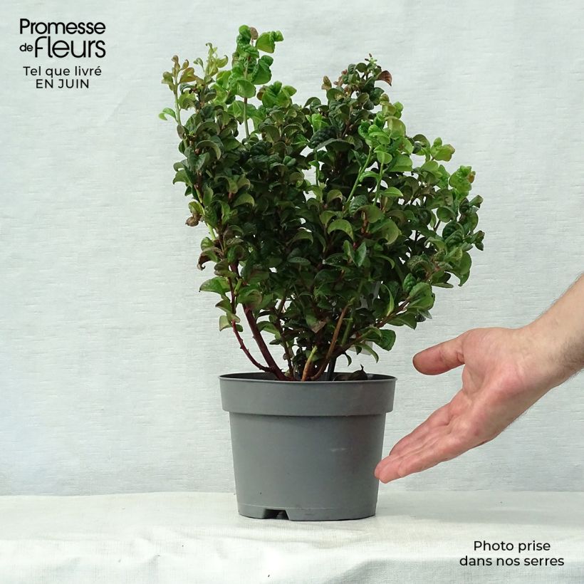 Exemplaar van Leucothoe axillaris Curly Red - Druifheide Pot van 2 l/3 l zoals geleverd in de zomer