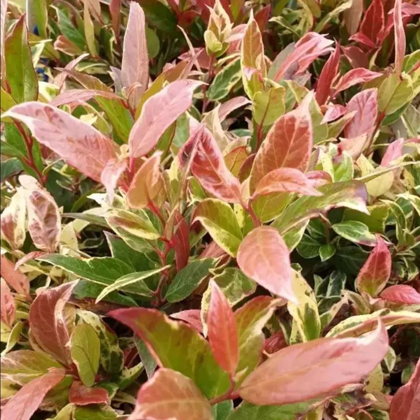 Leucothoe fontanesiana Color Diamond - Druifheide (Blad)