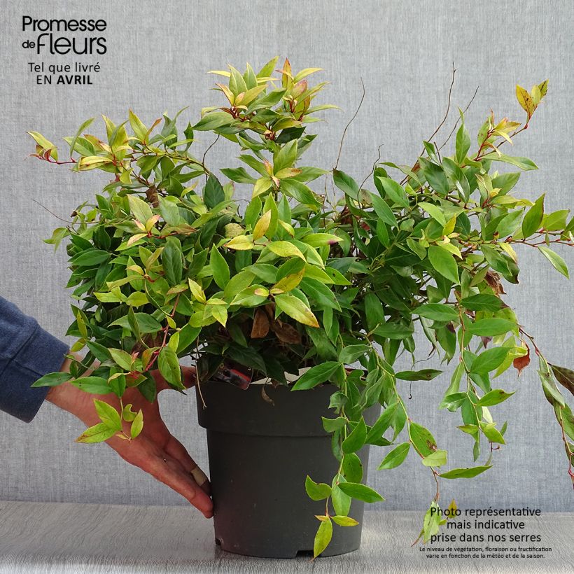Exemplaar van Leucothoe fontanesiana Little Flames - Druifheide Pot van 4 l/5 l zoals geleverd in de lente