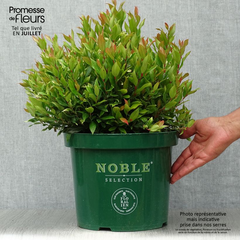 Exemplaar van Leucothoe fontanesiana Little Flames - Druifheide Pot van 7,5 l/10 l zoals geleverd in de zomer