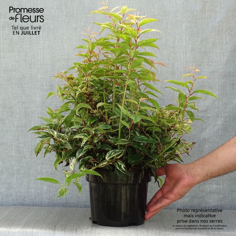 Exemplaar van Leucothoe fontanesiana Makijaz - Druifheide Pot van 3 l/4 l zoals geleverd in de zomer