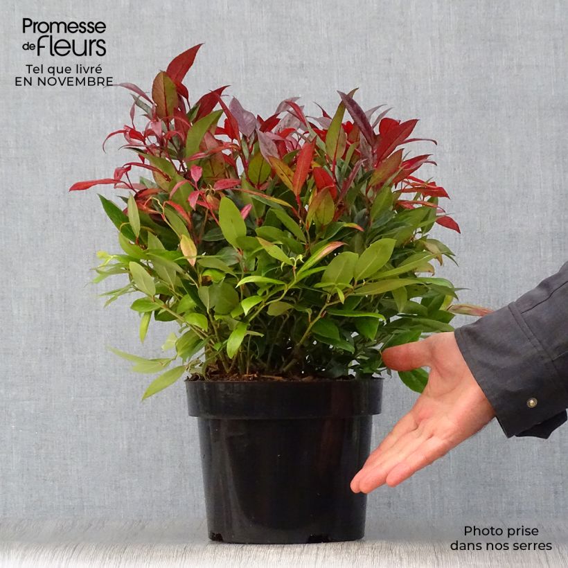 Exemplaar van Leucothoe fontanesiana Scarletta - Druifheide Pot van 2 l/3 l zoals geleverd in de herfst