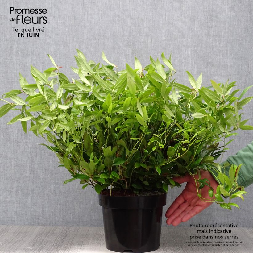 Exemplaar van Leucothoe fontanesiana Scarletta - Druifheide Pot van 2 l/3 l zoals geleverd in de zomer