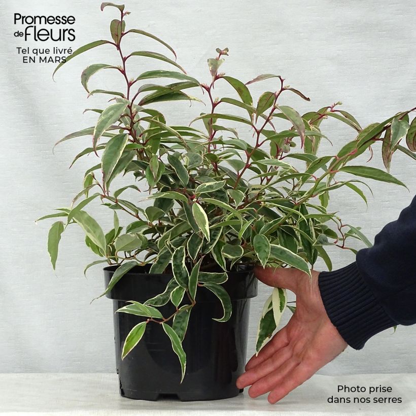 Example of Leucothoe fontanesiana Whitewater - Druifheide Pot van 2 l/3 l as you get in printemps