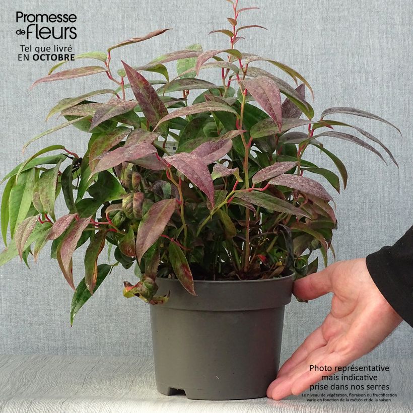 Exemplaar van Leucothoe fontanesiana Zebonard - Druifheide Pot van 2 l/3 l zoals geleverd in de herfst