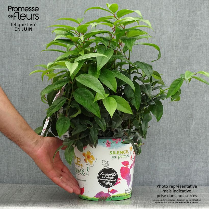 Exemplaar van Leucothoe fontanesiana Dark Diamond - Druifheide Pot van 4 l/5 l zoals geleverd in de zomer