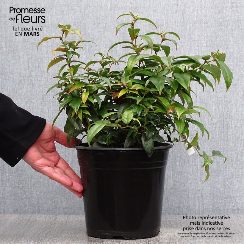 Exemplaar van Leucothoe fontanesiana Dark Diamond - Druifheide Pot van 4 l/5 l zoals geleverd in de lente