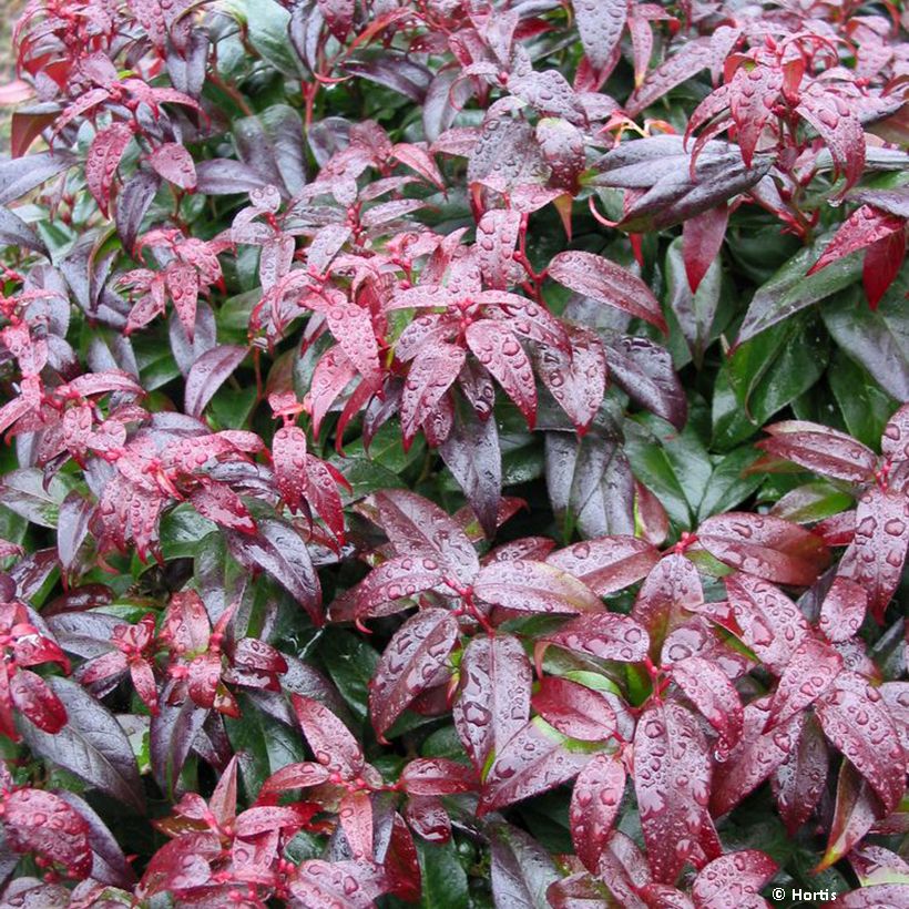 Leucothoe fontanesiana Dark Diamond - Druifheide (Blad)
