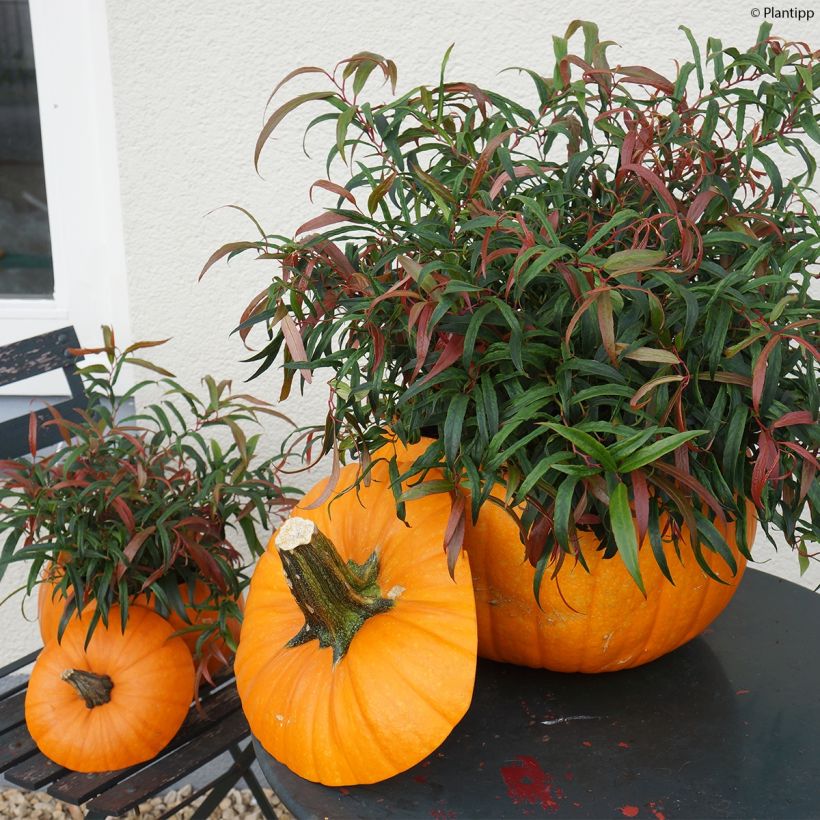 Leucothoe keiskei Halloween - Druifheide (Groeiplaats)