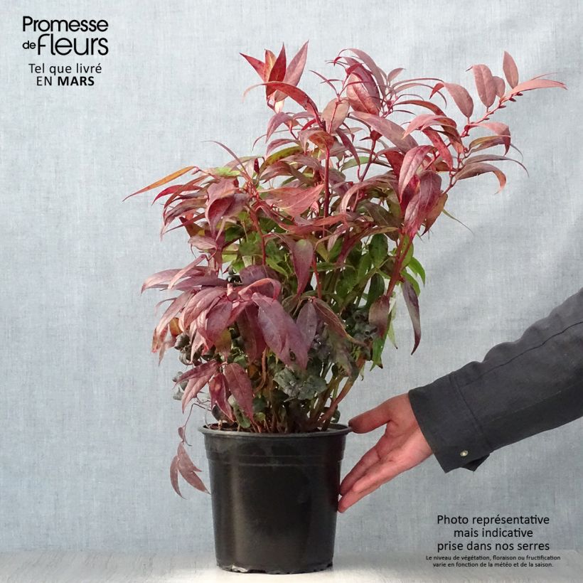 Example of Leucothoe walteri Royal Ruby - Druifheide Pot van 2 l/3 l as you get in printemps