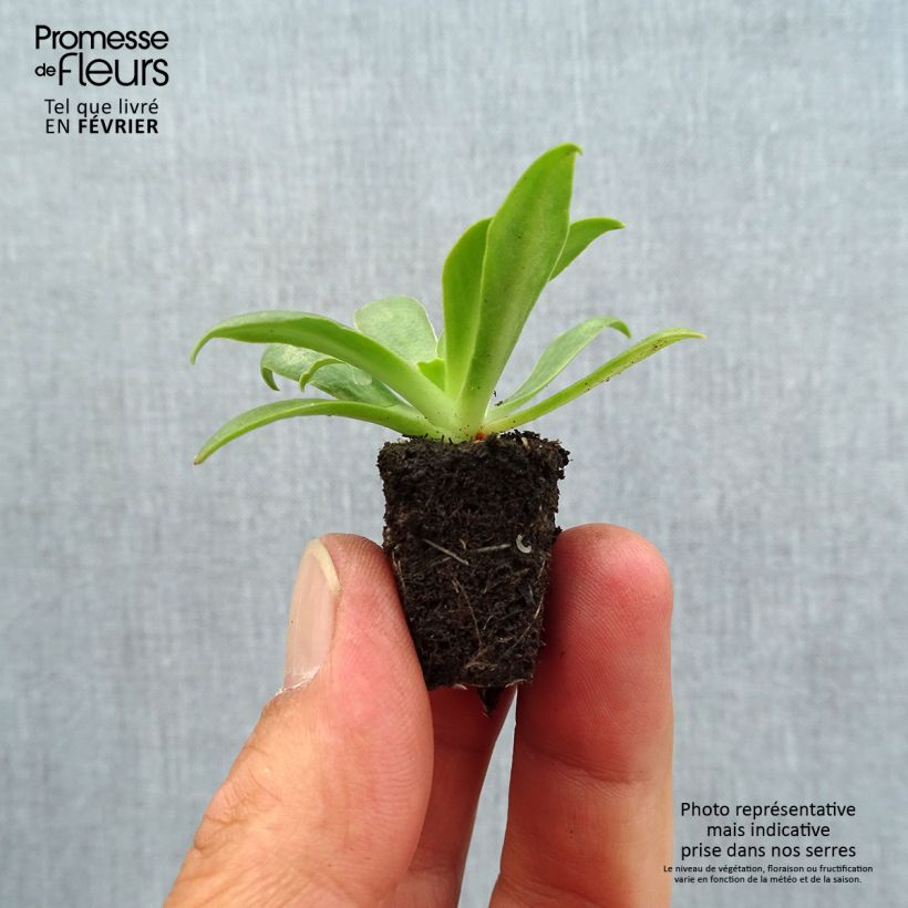 Exemplaar van Lewisia cotyledon Elise Ultra Violet - Bitterkruid Mini-mot Ø 1,5/2,5 cm zoals geleverd in de herfst