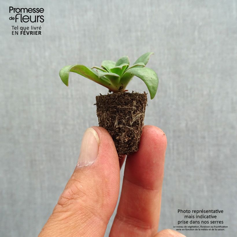 Exemplaar van Lewisia cotyledon Elise in mengsel - Bitterkruid Mini-mot Ø 1,5/2,5 cm zoals geleverd in de herfst