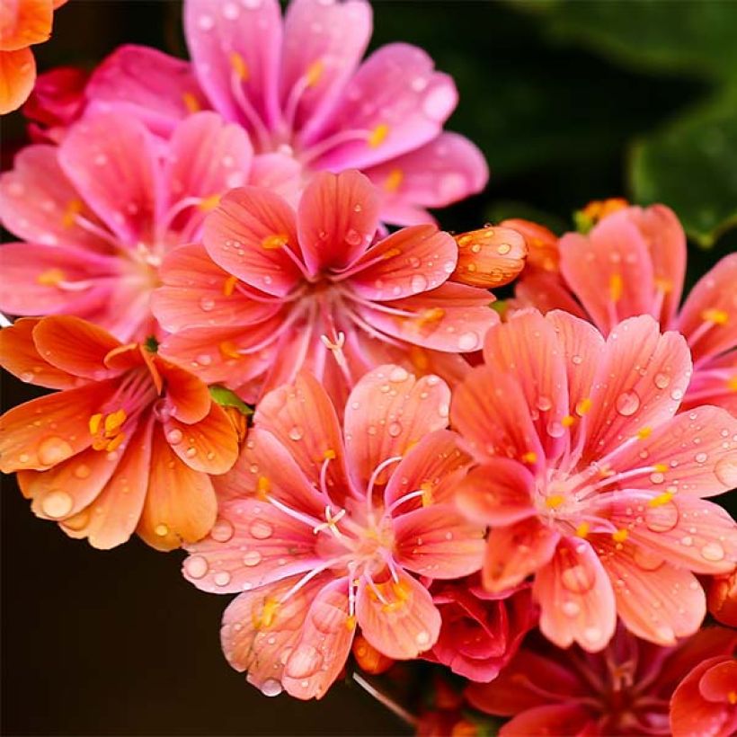 Lewisia cotyledon Mix - Bitterkruid (Bloei)