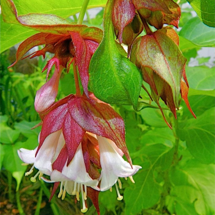 Leycesteria formosa - Fazantenbes (Bloei)